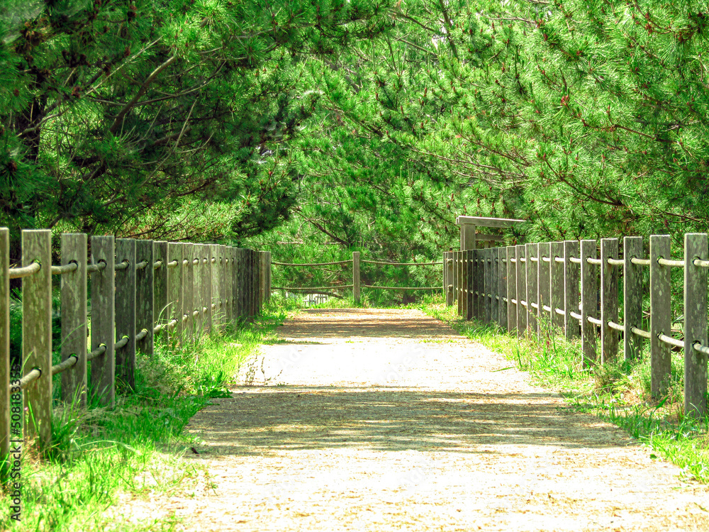 道路 道 森林 森 木 林 公園 橋 道路 道 森林 森 木 林 公園 橋