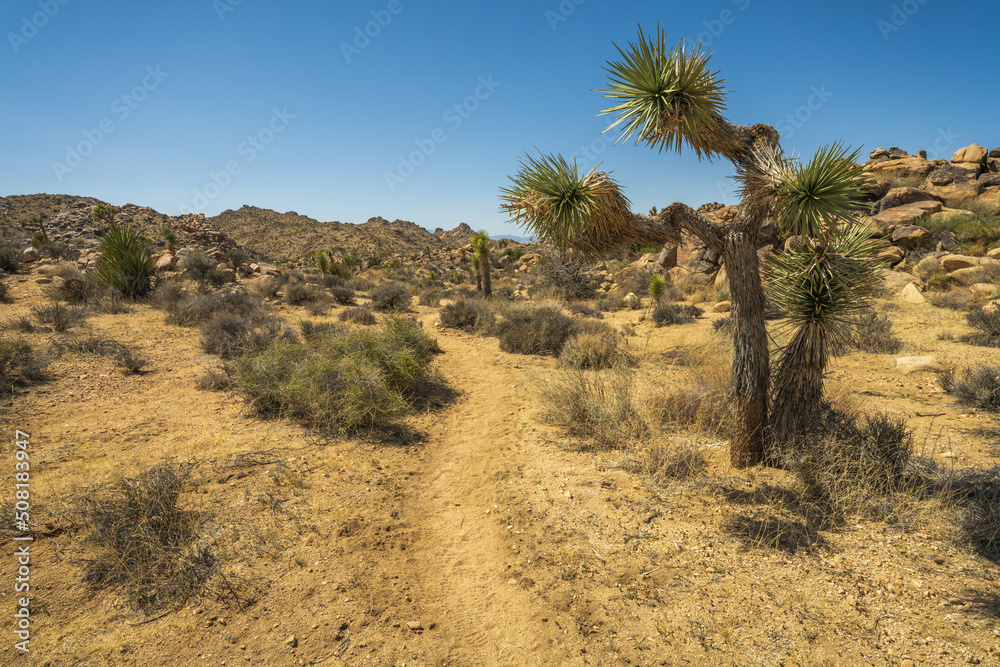 hiking the maze loop in joshua tree national park, california, usa