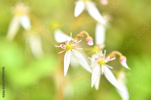 ユキノシタの小さな花