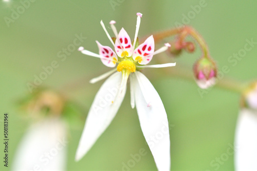 ユキノシタの小さな花 photo