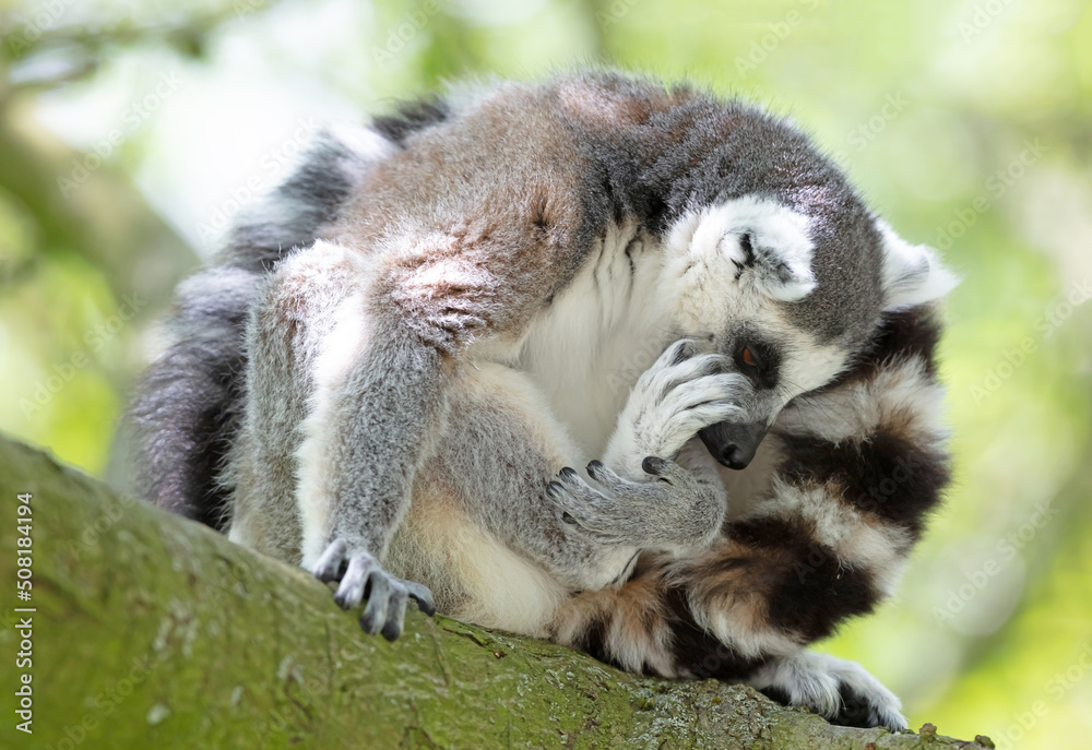 Fototapeta premium Maki from Afrika (Madagascar) in natural habitat, in a tree