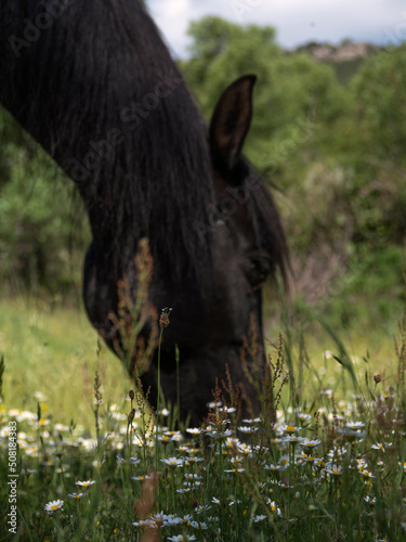 Black spanish andalusian horse grazing in a marigold meadow.