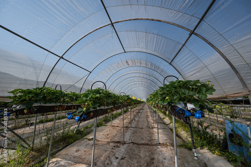 France, Gironde, May 2022: Strawberries growing under green houses in South West France, High quality 4k footage France, Gironde, May 2022: Strawberries growing under green houses in South West France, High quality 4k footage