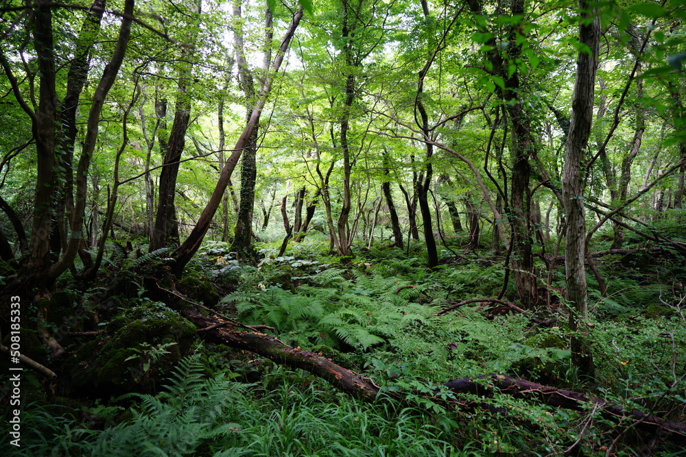 dense summer forest with old trees and fern dense summer forest with old trees and fern