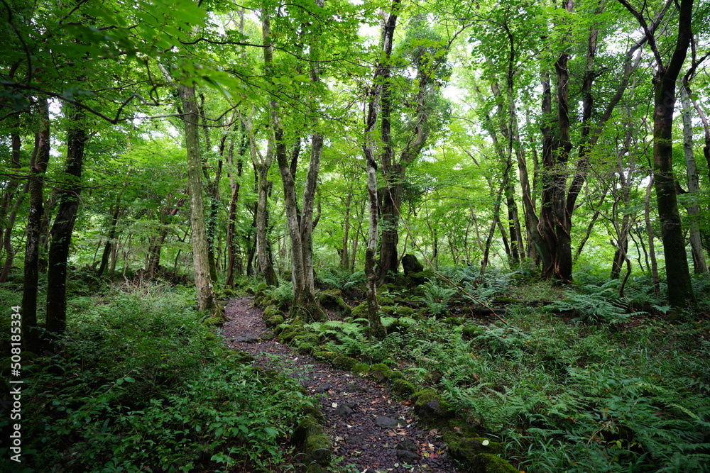 refreshing summer forest with path and old trees refreshing summer forest with path and old trees