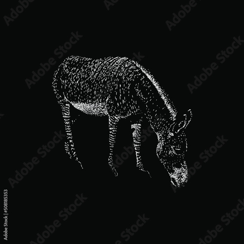 Zonkey hand drawing vector illustration isolated on black background