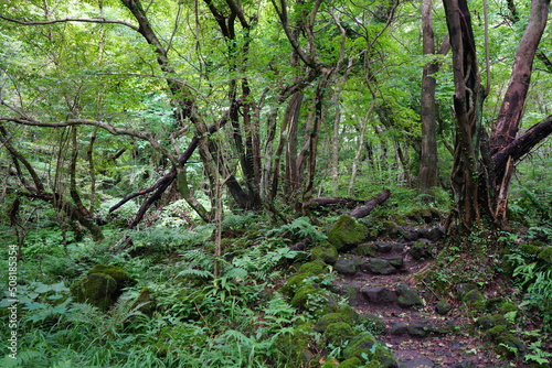 refreshing summer forest with path and old trees