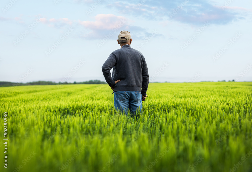 Rear view of senior farmer standing in barley field examining crop. Rear view of senior farmer standing in barley field examining crop.