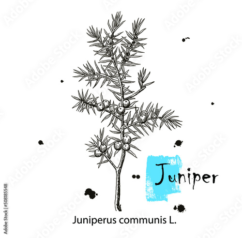 Juniper branch with berries. Hand drawn herbal illustration in sketch style. Juniper is a medical and food herbal ingredient. Isolated on white background.
