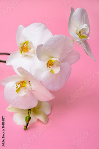 A branch of white orchids lies on a pink background 