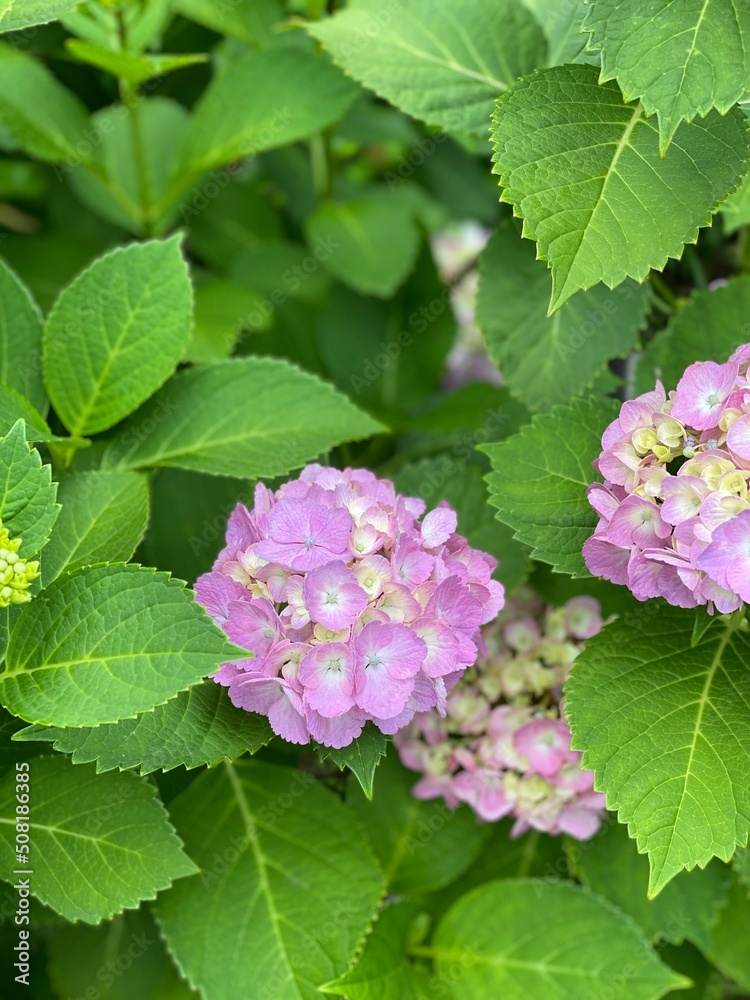 hydrangea season in Tokyo, street of Nezu Japan year 2022 June 1st hydrangea season in Tokyo, street of Nezu Japan year 2022 June 1st