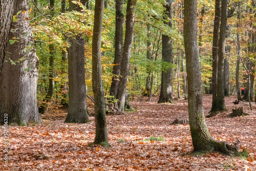 autumn forest in the morning