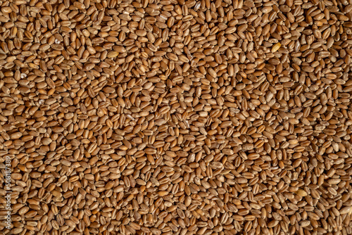Wheat seeds. Texture background.