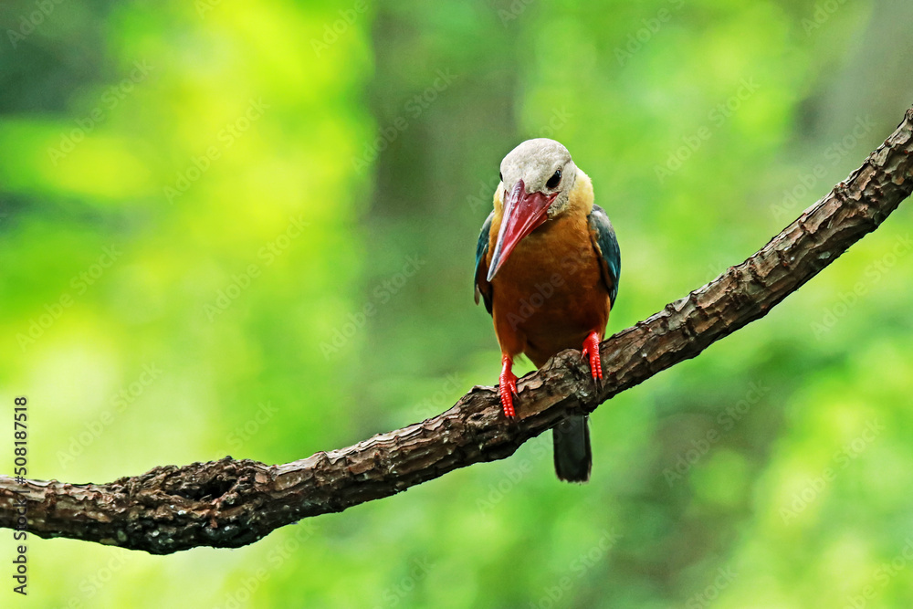 Obraz premium The Stork-billed Kingfisher on a branch