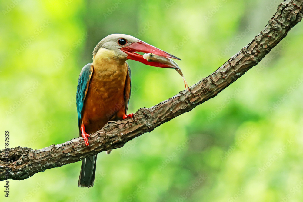 Obraz premium The Stork-billed Kingfisher on a branch