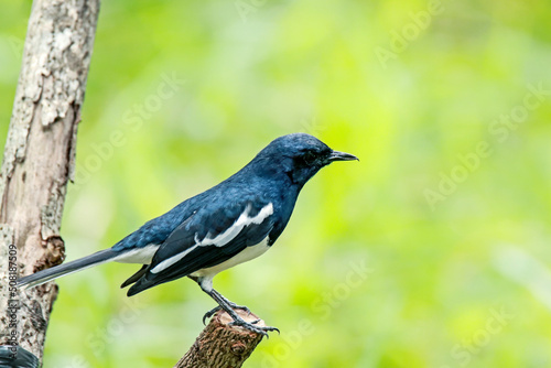 The Oriental magpie robin on a branch