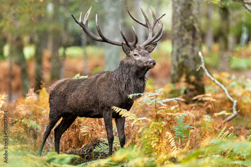 un cerf élaphe pendant le brame en forêt © shocky