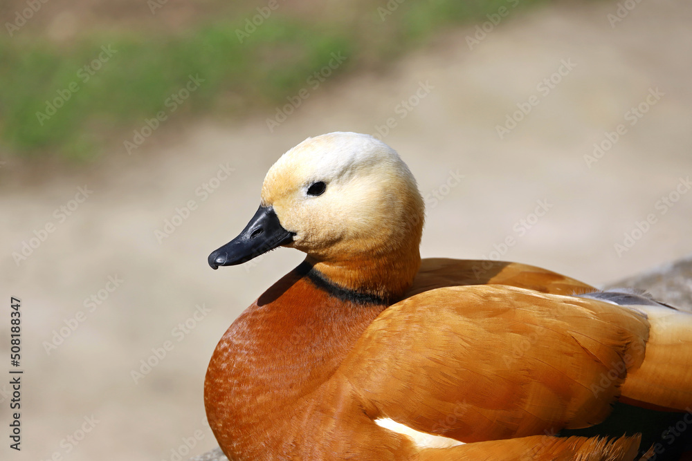 Shelduck (Tadorna ferruginea) sitting on a lake coast. Male red duck in summer park Shelduck (Tadorna ferruginea) sitting on a lake coast. Male red duck in summer park