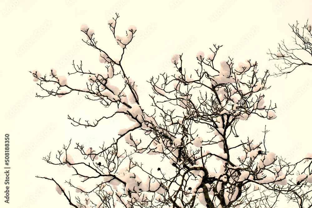 Tree silhouette with snowballs on bare branches Tree silhouette with snowballs on bare branches