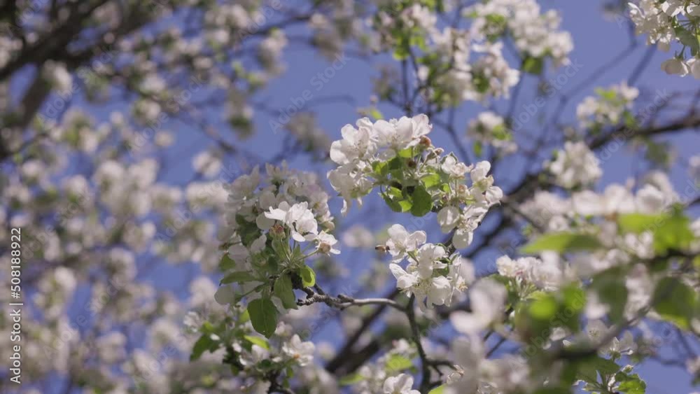 Beautiful Spring Apple Tree Flowers Blossom On Sunset, Close Up. Sun Rays Beautiful Spring Apple Tree Flowers Blossom On Sunset, Close Up. Sun Rays