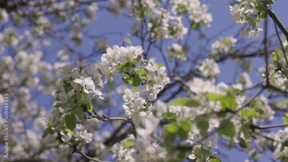 Beautiful Spring Apple Tree Flowers Blossom On Sunset, Close Up. Sun Rays Beautiful Spring Apple Tree Flowers Blossom On Sunset, Close Up. Sun Rays