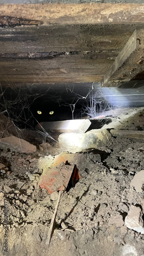 Cat eyes in the dark