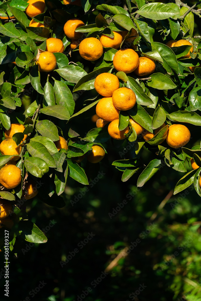 Ripe bright tangerines on a tree on a sunny day. Beautiful citrus natural background. Vertical photo