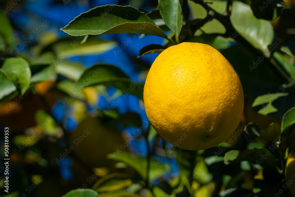 Close-up of one ripe lemon on a tree on a sunny day, copy space