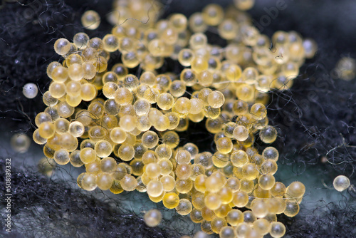 Japanese ricefish (Oryzias latipes) eggs born on the artificial spawning bed made of fiber. Close up macro photography. 採卵した日本メダカの卵、黒い産卵用繊維の背景。