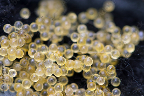Japanese ricefish (Oryzias latipes) eggs born on the artificial spawning bed made of fiber. Close up macro photography. 採卵した日本メダカの卵、黒い産卵用繊維の背景。