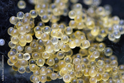 Photography Japanese ricefish (Oryzias latipes) eggs born on the artificial spawning bed made of fiber