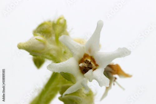 Full blooming tiny white flower of 