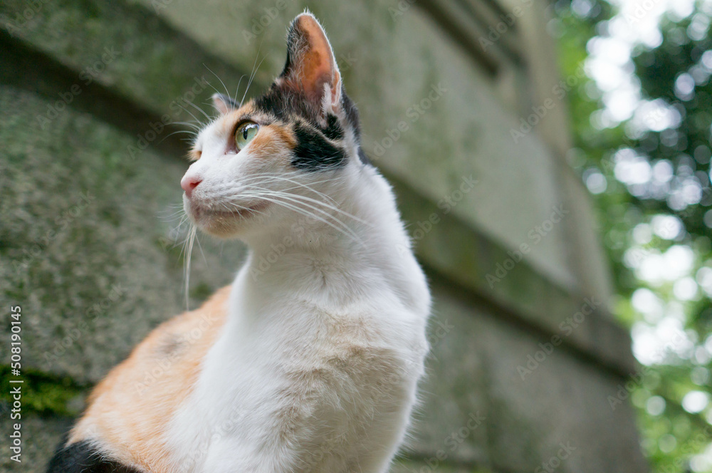 Wild cat living in a Japanese shrine Wild cat living in a Japanese shrine