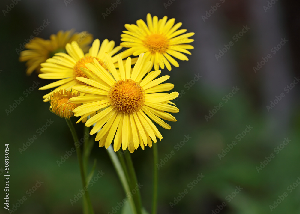 Doronicum orientale yellow flower close up. Also known as leopard's bane flowers. Doronicum orientale yellow flower close up. Also known as leopard's bane flowers.