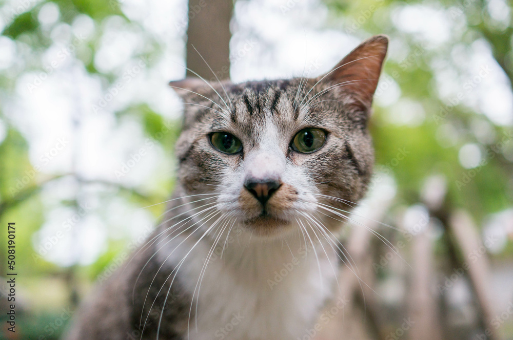 Wild cat living in a Japanese forest Wild cat living in a Japanese forest