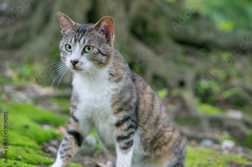 Wild cat living in a Japanese forest © ryo96c