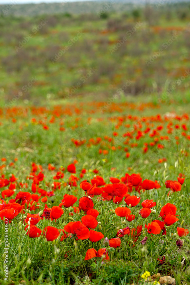 Corn poppy flower field close up view