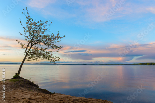 A lone blooming tree on the shore of a lake against a sunset sky