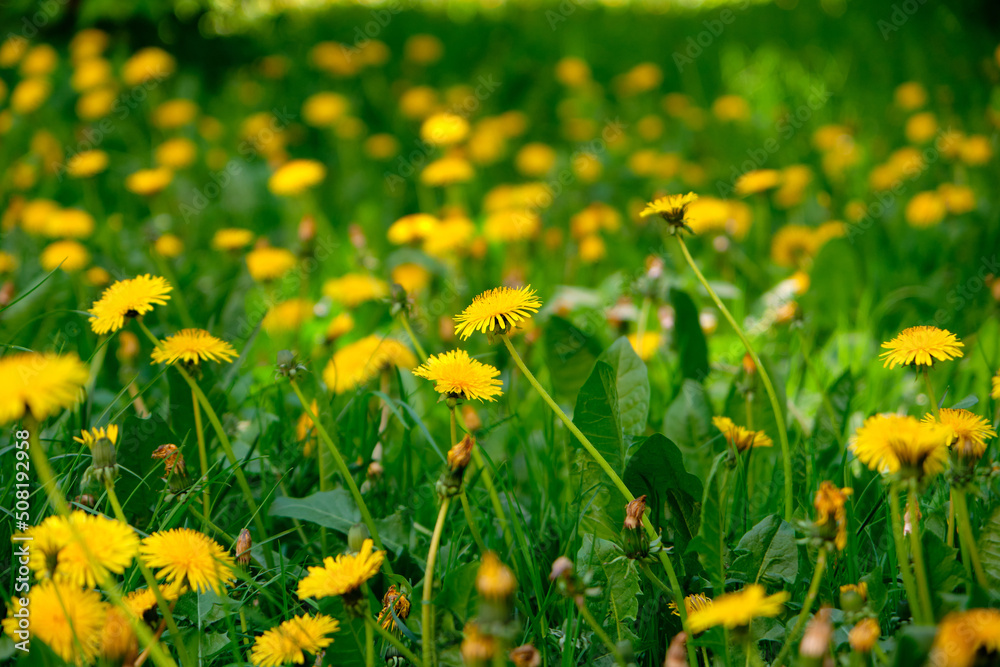Meadow field with fresh grass and yellow dandelion flowers in nature Meadow field with fresh grass and yellow dandelion flowers in nature