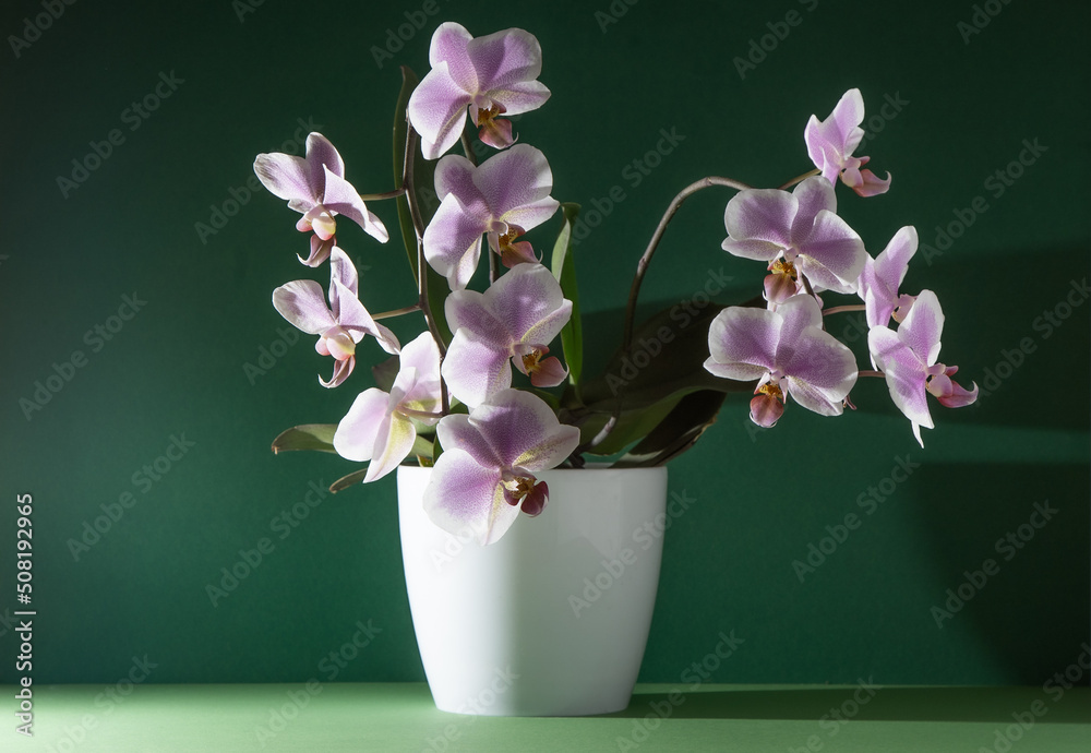 Obraz premium Pink orchid two branches. White purple phalaenopsis buds. Phalaenopsis indoor flower. Flowers on a green background. Blooming orchids in pot close up.