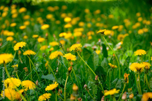 Meadow field with fresh grass and yellow dandelion flowers in nature