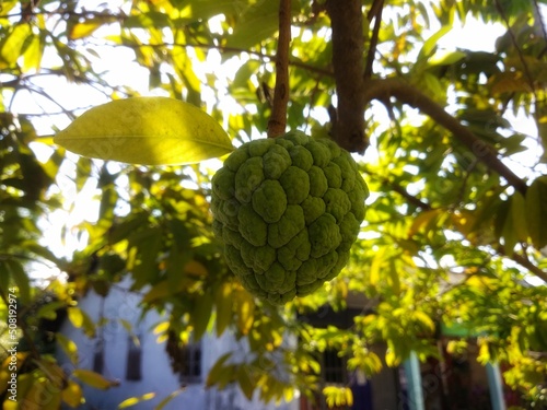 The srikaya fruit (Custard apple) hanging on the tree is still green photo