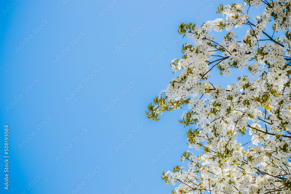 Wild cherry flowers blooming in spring. Wild cherry blossoms with white flowers against a blue sky. Delicate flowers of wild cherry