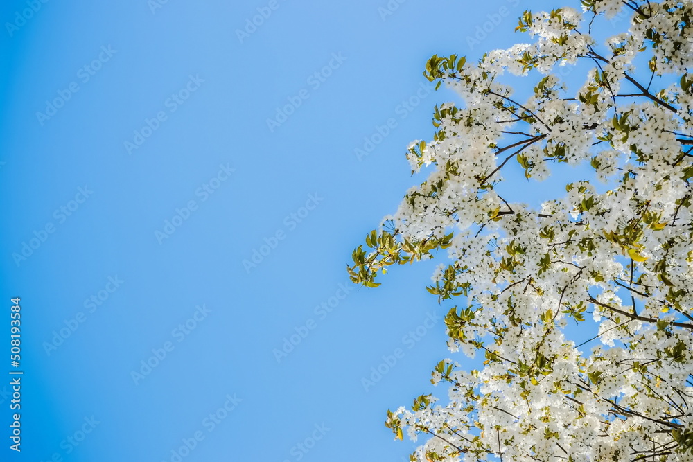 Wild cherry flowers blooming in spring. Wild cherry blossoms with white flowers against a blue sky. Delicate flowers of wild cherry Wild cherry flowers blooming in spring. Wild cherry blossoms with white flowers against a blue sky. Delicate flowers of wild cherry