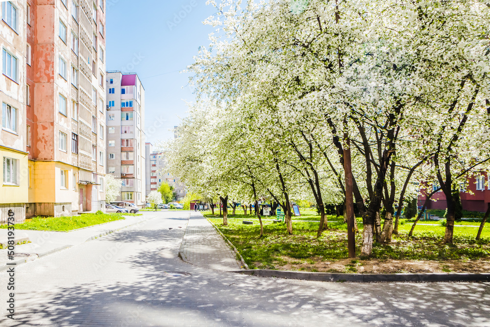 Tower blocks and cherry blossoms across the street. Full bloom cherry-blossom road view. Sleeping area and cherry blossoms in a well-groomed area of the city Tower blocks and cherry blossoms across the street. Full bloom cherry-blossom road view. Sleeping area and cherry blossoms in a well-groomed area of the city