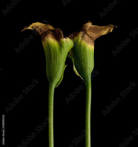 withered calla flowers on black background photo