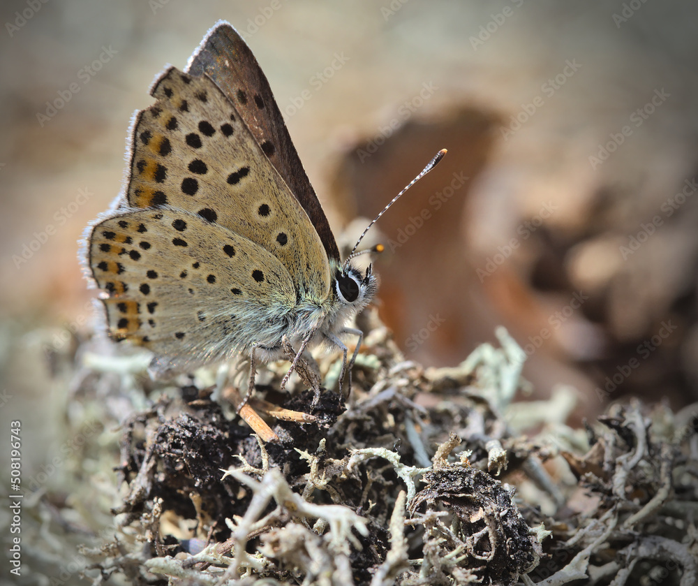 A butterfly sooty copper perched on a withered moss A butterfly sooty copper perched on a withered moss