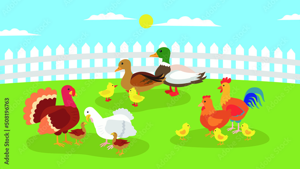 Obraz premium Ducks, chickens, turkeys and geese graze on the farm