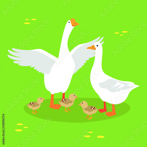Family of geese graze on the lawn