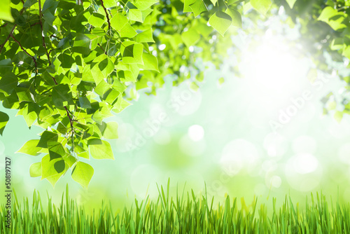 Tree branch with leaves in front of sunny bokeh